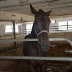 2017OTRA-1_420 (August 24, 2017)